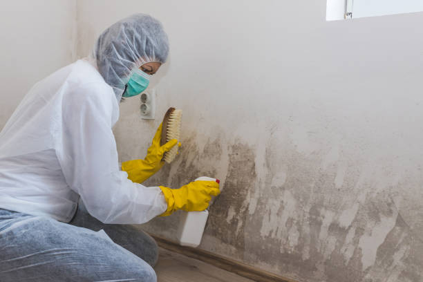 Best Mold Removal for HVAC Installations  in Enochville, NC